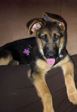 Lexi Ears